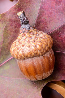 Macro of Acorn von maxal-tamor