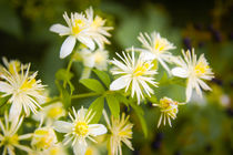 Old Man's Beard, Clematis Vitalba by maxal-tamor