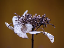 welke Blüte von fotolos