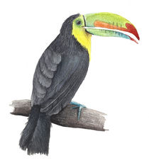 Tucan von Nadine Conrad