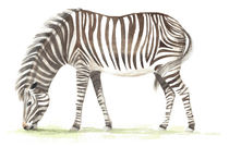 Zebra Aquarell by Nadine Conrad