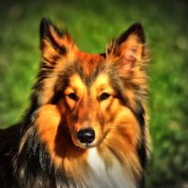 Collie Portrait 2 by kattobello