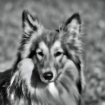 Collie in black and white von kattobello