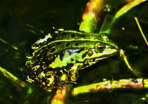 Green Frog in the sun light von kattobello