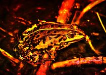 Feuer Frosch von kattobello