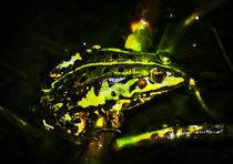 Mid Night Frog by kattobello