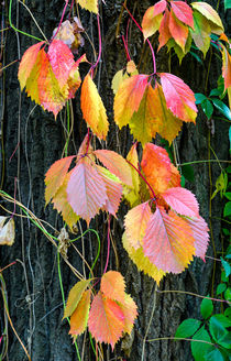 Virginia Creeper in Autumn by maxal-tamor