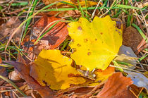 Dead Poplar Leaves by maxal-tamor