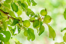 Young Wild Apple in Spring by maxal-tamor