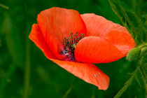 Eine rote Mohnblüte, prominent im Grün einer Wiese von Ronald Nickel