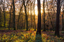 Sonnenuntergang im Wald by Ronald Nickel