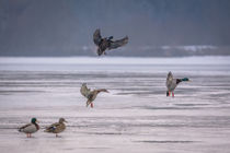 Flugszenen im Winter by jazzlight