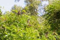 Red-backed Shrike  by maxal-tamor