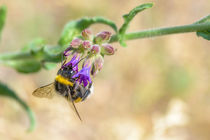 Bee Foraging by maxal-tamor