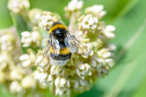 Wings of Bee Foraging by maxal-tamor