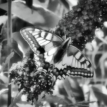 Schwalbenschwanz auf Fliederblüte in schwarz und weiß by kattobello