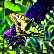 Schwalbenschwanz auf Fliederblüte by kattobello