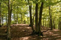 Einem alten Weg durch den Wald folgend von Ronald Nickel