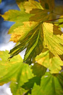 frische Farben... von loewenherz-artwork