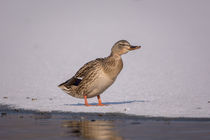 Ente auf dem Eis von jazzlight