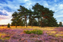 Lüneburger Heide in voller Blüte by moqui