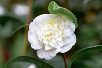 Weisse Kamelie - Camellia japonica L. 'Noblissima' Theaceae by Dieter  Meyer