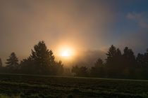 Sonnenaufgang am Waldrand von Ronald Nickel