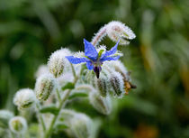 Eine Borretschblüte im Morgentau by Ronald Nickel