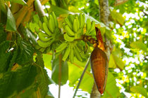 Banana Fruit by Sylvia Seibl