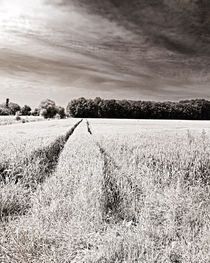 Tracks in the field von Michael Naegele