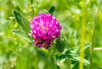 Clover Flower by maxal-tamor