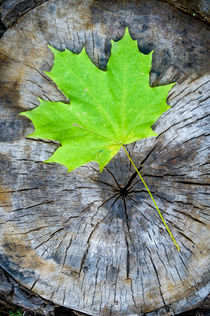 Maple Leaf in Autumn (Acer platanoides) by maxal-tamor