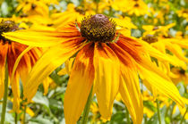 Rudbeckia von maxal-tamor