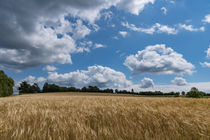 Eine leichte Brise treibt die Wolken über das Kornfeld von Ronald Nickel