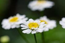 Die Blüte der Sumpf-Schafgarbe by Ronald Nickel