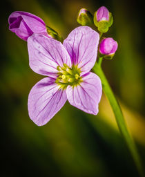 Wiesenschaumkraut-2 by Rainer Schmitz