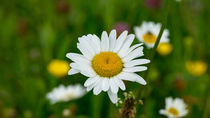 Die Blüte der Margerite auf der Wiese von Ronald Nickel