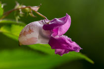 Die Blüte des Drüsigen Springkrauts von Ronald Nickel