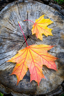 Maple Leaf in Autumn (Acer platanoides) von maxal-tamor