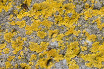 Lichen on Concrete von maxal-tamor
