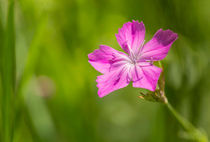 Wild Dianthus Armeria by maxal-tamor