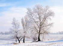 Trees covered by frost, ice and snow close to the Dnieper River von maxal-tamor