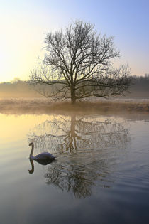 Der Schwan und der Baum by Bernhard Kaiser