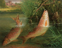 Trout at Winchester by Valentine Thomas Garland