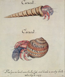 Hermit Crab von John White