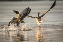 Tanz auf dem Wasser by jazzlight