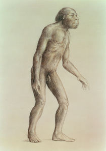 Australopithecus Africanus by English School