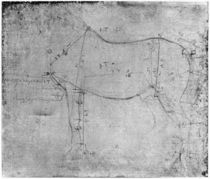 Study of a Horse von Leonardo Da Vinci
