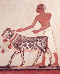 Peasant leading a cow to sacrifice by Egyptian 18th Dynasty