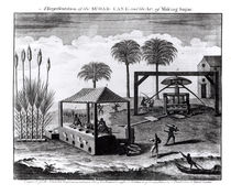 A Representation of the Sugar-Cane and the Art of Making Sugar by English School